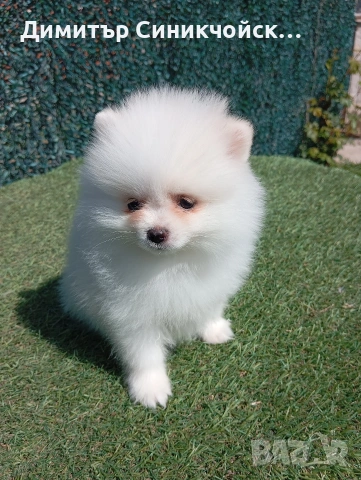 померан , снимка 7 - Померан - 54224690