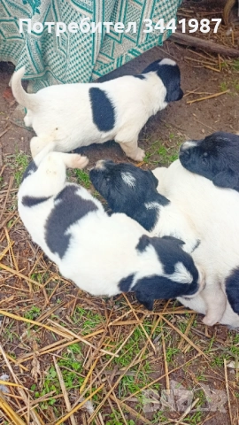 Каракачанки кучета , снимка 5 - Каракачанска овчарка - 52374828