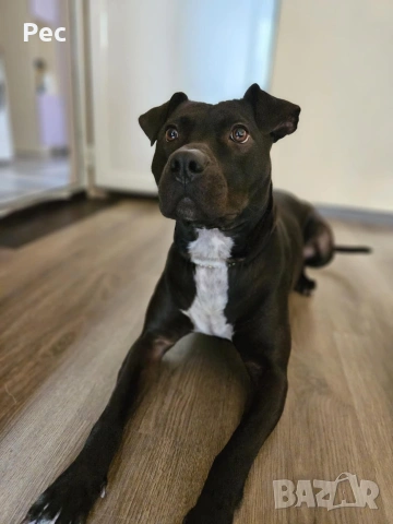 търся мъжки питбул за разплод гр.Сливен, снимка 2 - Питбул - 53962876