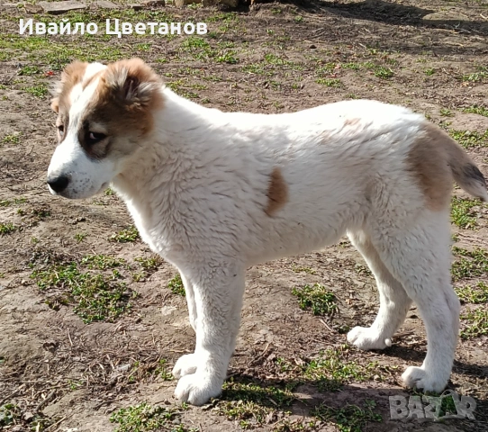 Алабай, снимка 4 - Алабай - 53885269