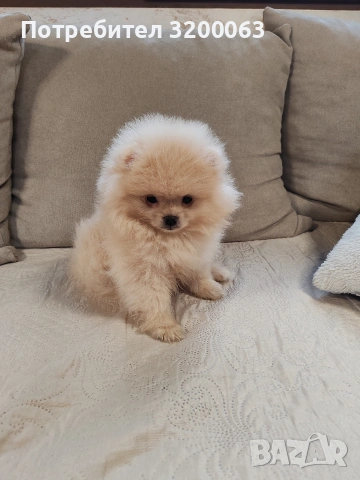 Померан мини мъжки , снимка 2 - Померан - 53726000