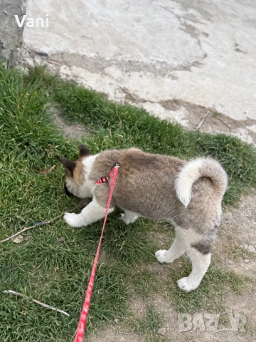 Американска акита кученца, снимка 3 - Акита - 53021892