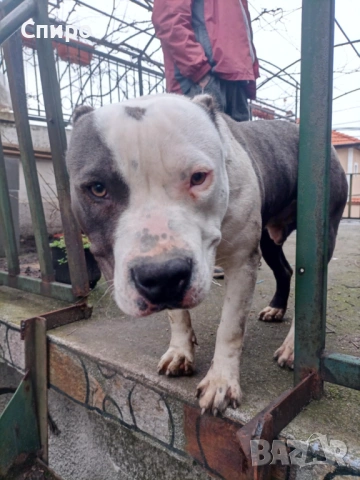 Питбул син нос , снимка 14 - Питбул - 53295871