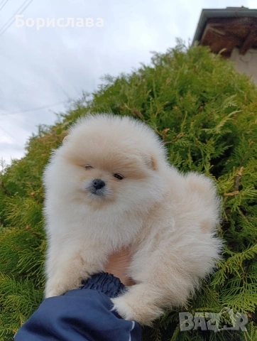 Момче и момиче померани , снимка 4 - Померан - 53937092
