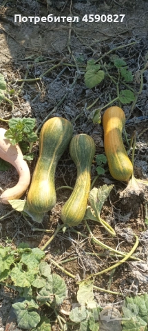 Тикви цигулки за животни, снимка 2 - Други животни - 52163125