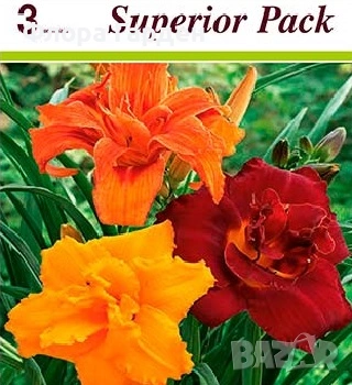 МНОГОГОДИШНИ ЦВЕТЯ - Коренища/ПРЕДВАРИТЕЛНИ поръчки, снимка 15 - Градински цветя и растения - 53138637