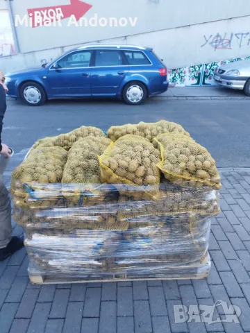 Смолянски картофи за семе клас А,разполагам с Агрия, Сорая и Санте , снимка 1 - Разсади - 48821827