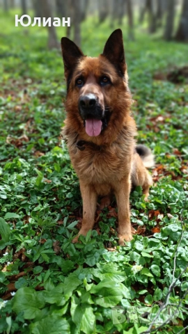 Елитна мъжка немска овчарка