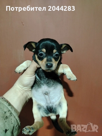 мини пинчер, снимка 3 - Пинчер - 52819211