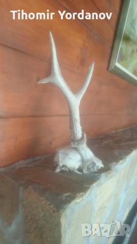 Трофей от сръндак -5 броя , снимка 7 - Антикварни и старинни предмети - 54056882