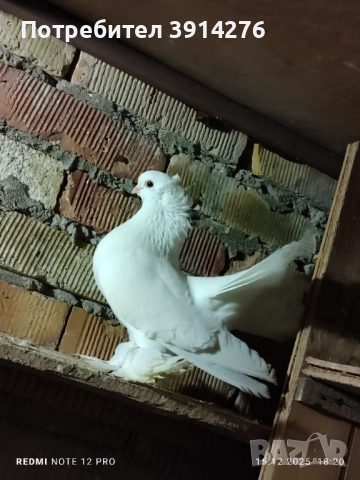Варненски гълъби , снимка 3 - Гълъби - 52825853