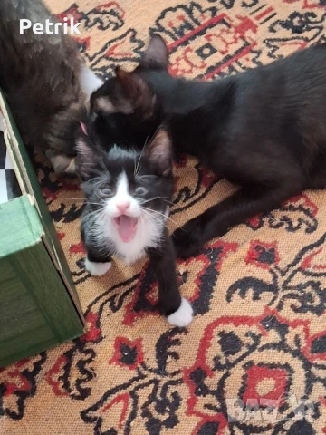 ще го дадем в добри ръце, снимка 5 - Други - 51323889