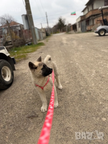 Америкаска акита женски на 3месеца