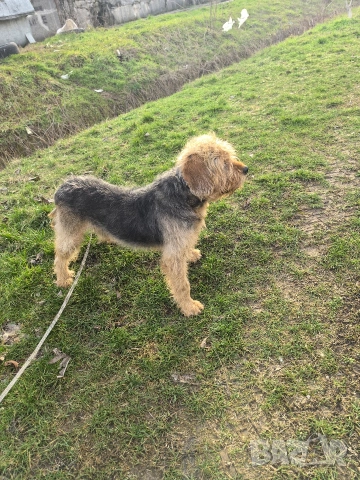 търси женски барак, снимка 2 - Други - 53571761