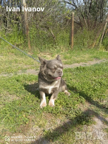 френски Булдог флъфи