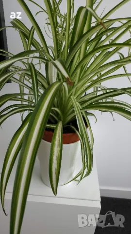 хлорифитум /зелена лилия/, снимка 3 - Други стоки за дома - 49896853