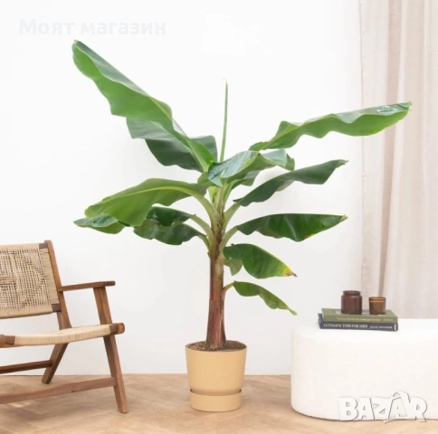 Банан - стаен, снимка 2 - Градински цветя и растения - 53650380