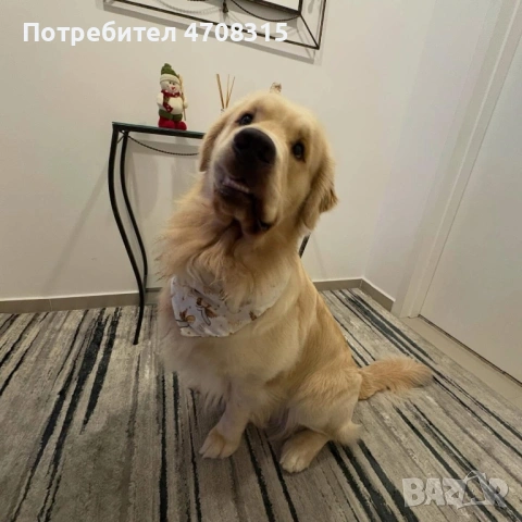 Голдън ретривър момче , снимка 14 - Голдън ретривър - 53384772