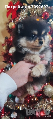 Померанче женско, снимка 3 - Померан - 52796964