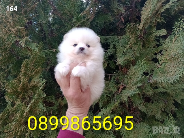 Женски Померан. Реални снимки от 26.02.26 г. 