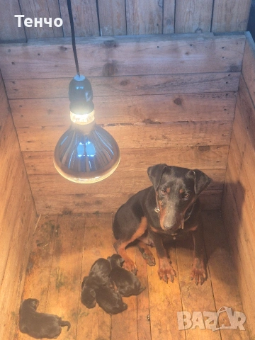 Женски ягдтериер, снимка 2 - Ягдтериер - 54274025