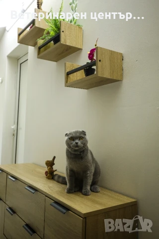Хотел за котки Уговет , снимка 13 - Ветеринари и услуги - 49763338