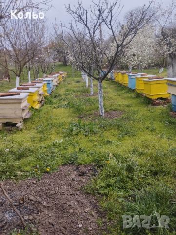 Пчелни семейства, снимка 1 - Други - 45094612