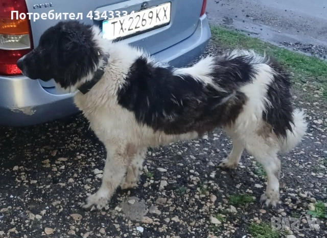 Женско българско овчарско куче