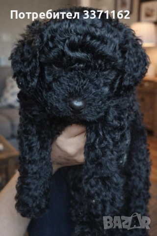 пудел toy, снимка 2 - Пудели - 53748966