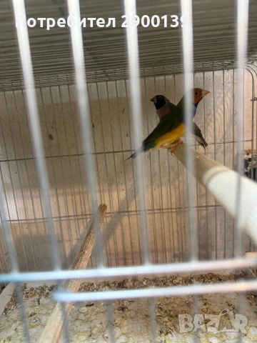 Г, снимка 5 - Амадини - 54155256