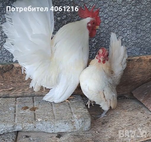 Чифт Серама  и мъжки каки кембел , снимка 2 - други­ - 46697369