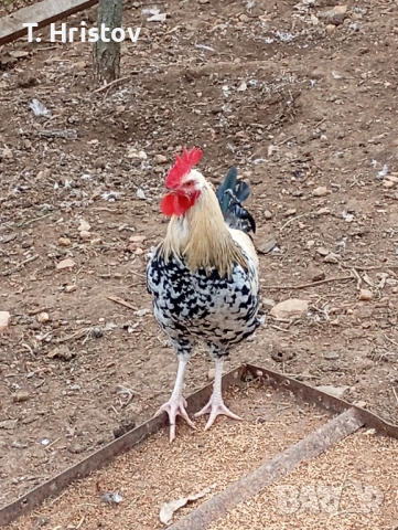 Петли на всякаква възраст , снимка 4 - Кокошки и пуйки - 54184768