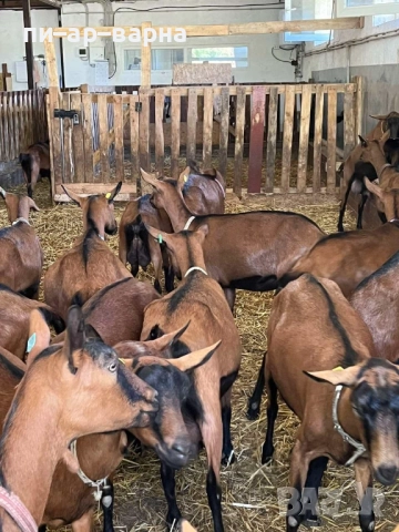 #продажбанаакции #русевхолдингеад #акционернодружество #съкооператори #ферма #фермазакокошки #яйца , снимка 8 - Продажба или споделяне на готов бизнес - 52383178