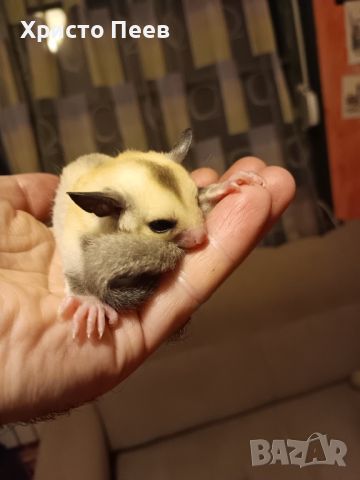 Кротки бебета захарни катерички в различни цветове - sugar glider, снимка 1 - Други - 38799057