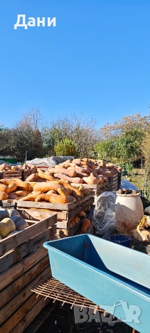 Продавам семе за тикви Цигулки , снимка 3 - Сортови семена и луковици - 54278873