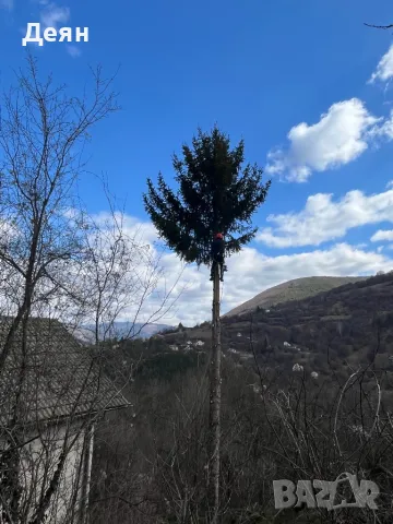 Рязане на опасни дървета в половин България  / Арборист / Arborist, снимка 2 - Други услуги - 48507596