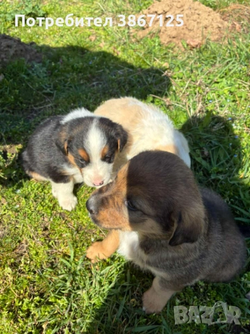 Кученца, снимка 9 - Други - 54099667