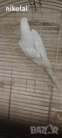 Двойка малки Александри , снимка 5 - Папагали - 53815351