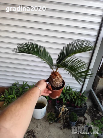 ЦИКАС, снимка 6 - Разсади - 48406396