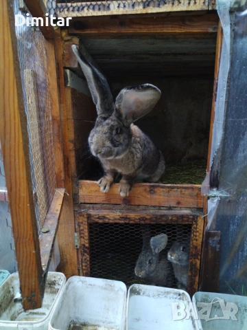 Продавам зайци. 