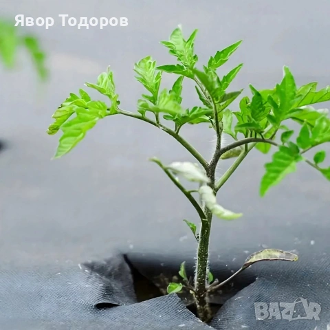 Черен агротекстил против плевели, 90г/м², UV защита, 1.1м х 50м, снимка 3 - Други - 53829310