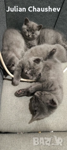 Британски късокосмести , снимка 7 - Британска късокосместа - 53130594