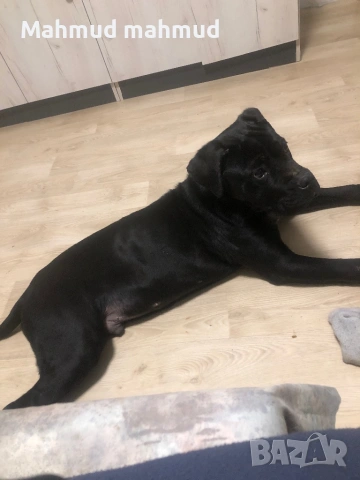 Мъжко Кане Корсо , снимка 2 - Кане корсо - 53378052