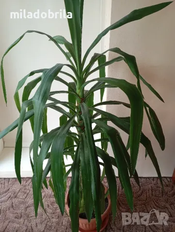 Юка стайна, снимка 2 - Стайни растения - 50234535