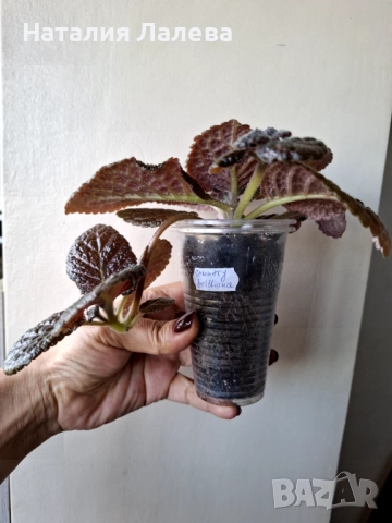 Еписция, episcia Country brilliance, снимка 3 - Стайни растения - 52328537