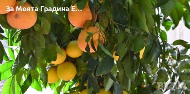Грейпфрут, снимка 4 - Градински цветя и растения - 53618152