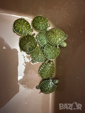 Продавам водни костенурки