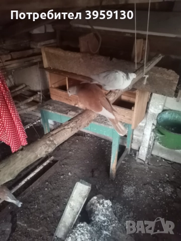 Смеещи се гугутки Ямбол , снимка 4 - Гълъби - 52232512