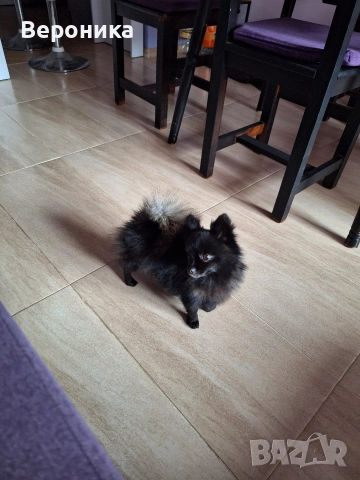 мини момиче черна перла 1.600кг , снимка 2 - Померан - 52698902