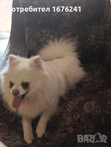 Мъжки и женски померан 